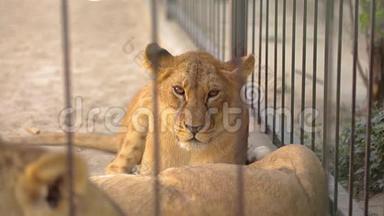 一只美丽的母狮正在动物园里休息，一群狮子正在动物园里休息